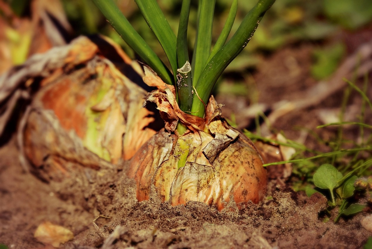 Artigianato nel giardinaggio