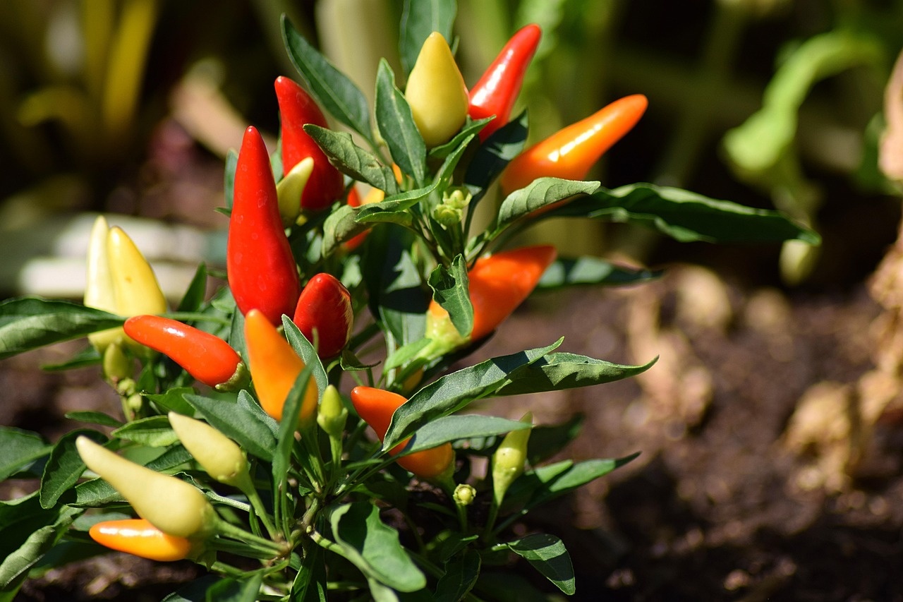 Contattaci per giardinaggio